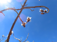 Pseudobombax ellipticum