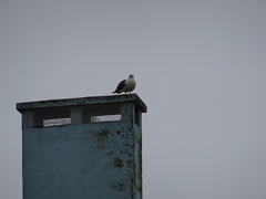 Larus fuscus