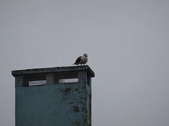 Larus fuscus