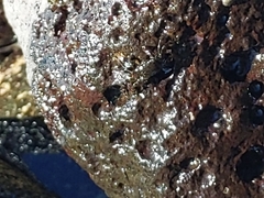 Grapsus tenuicrustatus