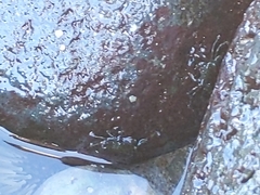 Grapsus tenuicrustatus