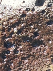 Grapsus tenuicrustatus