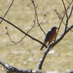 Turdus migratorius