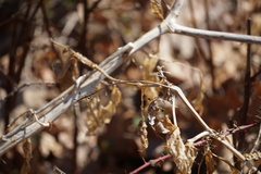 Phytolacca americana