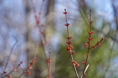 Acer rubrum