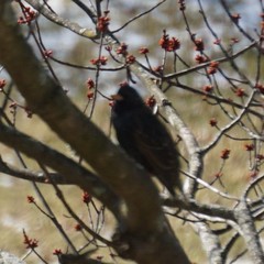 Sturnus vulgaris