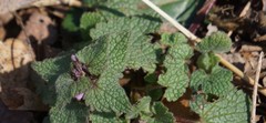 Lamium purpureum