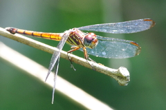 Cannaphila