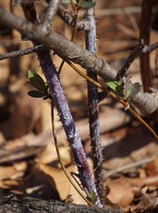 Rubus occidentalis