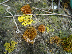 Bryophyta