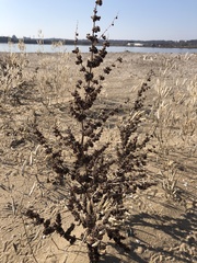 Rumex