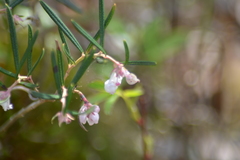 Andromeda polifolia glaucophylla