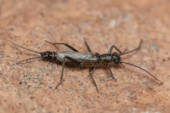 Allocapnia minima