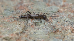 Allocapnia minima