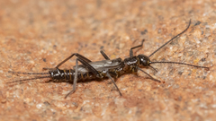Allocapnia minima