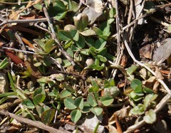 Trifolium repens