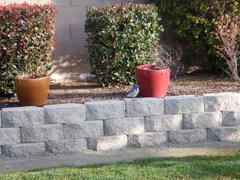 Aphelocoma californica