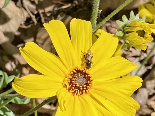 iNaturalist observation photo of Xylotina