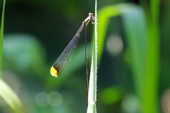 Mecistogaster ornata