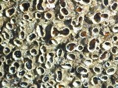 Dodecaceria fewkesi