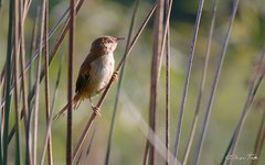 Limnoctites sulphuriferus