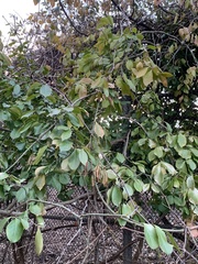 Celastraceae