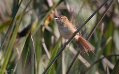 Limnoctites sulphuriferus