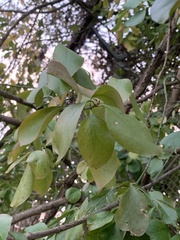 Celastraceae
