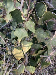 Hedera helix
