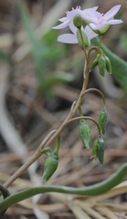 Claytonia rosea