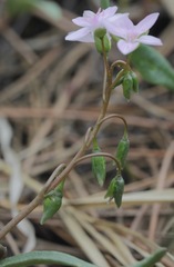 Claytonia rosea
