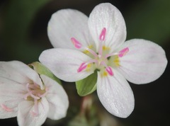 Claytonia rosea