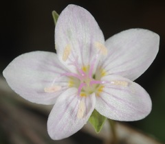 Claytonia rosea