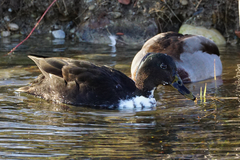 Anas platyrhynchos domesticus