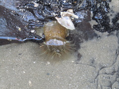 Bunodosoma cavernatum
