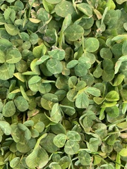 Trifolium repens