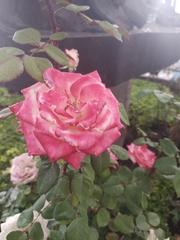Rosa