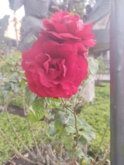 Rosa