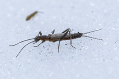 Allocapnia minima