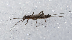 Allocapnia minima