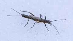 Allocapnia minima