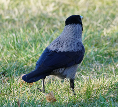 Corvus cornix × corone