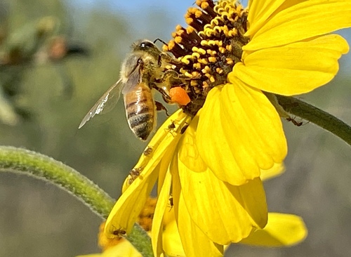 iNaturalist observation photo of Western Honey Bee