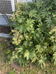 Fatsia