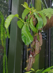 Nepenthes maxima