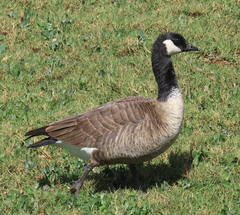 Branta canadensis parvipes