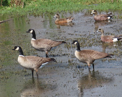 Branta canadensis parvipes