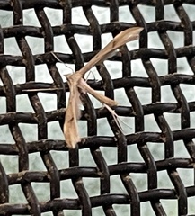 Platyptilia celidotus