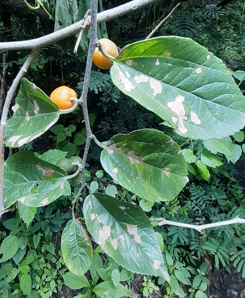 Celtis tarijensis