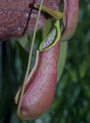 Nepenthes petiolata